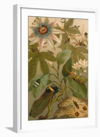 Clematis, Cicada and Beetles, 1894-Science Source-Framed Giclee Print