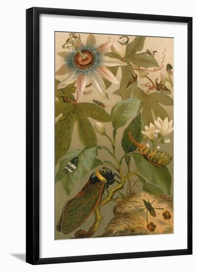 Clematis, Cicada and Beetles, 1894-Science Source-Framed Giclee Print