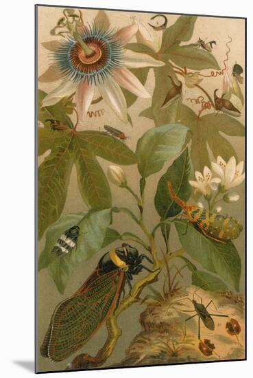 Clematis, Cicada and Beetles, 1894-Science Source-Mounted Giclee Print