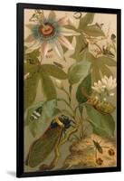 Clematis, Cicada and Beetles, 1894-Science Source-Framed Giclee Print