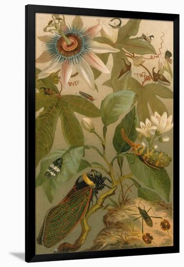 Clematis, Cicada and Beetles, 1894-Science Source-Framed Giclee Print