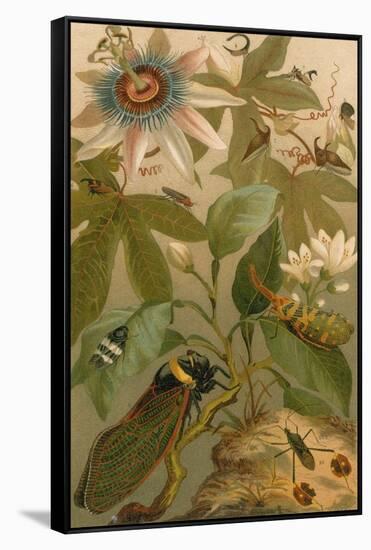 Clematis, Cicada and Beetles, 1894-Science Source-Framed Stretched Canvas