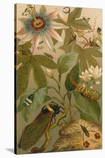 Clematis, Cicada and Beetles, 1894-Science Source-Stretched Canvas