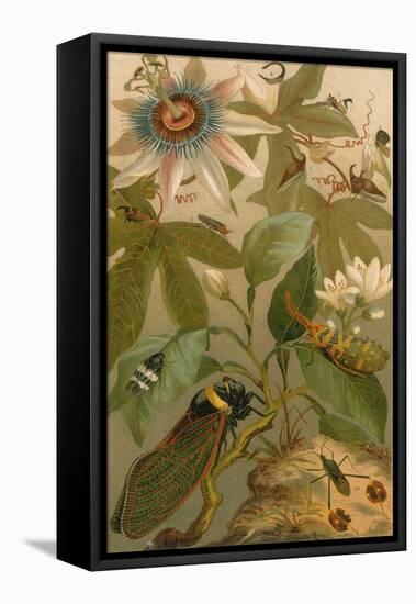 Clematis, Cicada and Beetles, 1894-Science Source-Framed Stretched Canvas