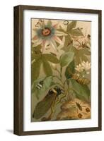 Clematis, Cicada and Beetles, 1894-Science Source-Framed Giclee Print