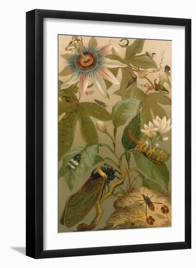 Clematis, Cicada and Beetles, 1894-Science Source-Framed Giclee Print