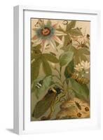 Clematis, Cicada and Beetles, 1894-Science Source-Framed Giclee Print