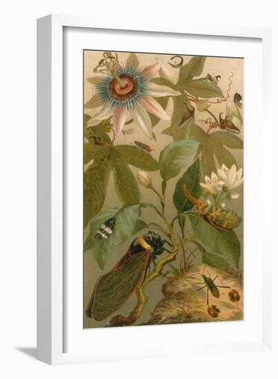 Clematis, Cicada and Beetles, 1894-Science Source-Framed Giclee Print