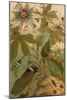 Clematis, Cicada and Beetles, 1894-Science Source-Mounted Giclee Print