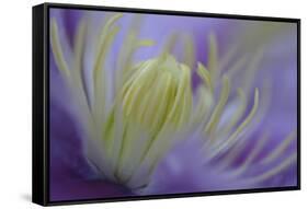 Clematis (Clematis sp.) 'Piilu' flowering, close-up of stamens, early morning, England-Nicholas & Sherry Lu Aldridge-Framed Stretched Canvas