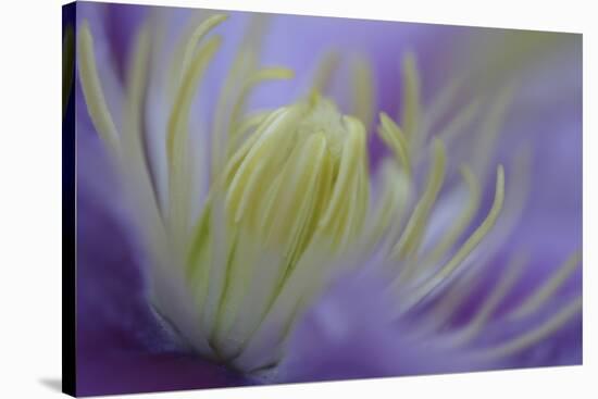 Clematis (Clematis sp.) 'Piilu' flowering, close-up of stamens, early morning, England-Nicholas & Sherry Lu Aldridge-Stretched Canvas