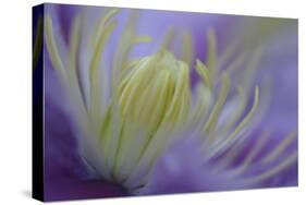 Clematis (Clematis sp.) 'Piilu' flowering, close-up of stamens, early morning, England-Nicholas & Sherry Lu Aldridge-Stretched Canvas