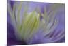 Clematis (Clematis sp.) 'Piilu' flowering, close-up of stamens, early morning, England-Nicholas & Sherry Lu Aldridge-Mounted Photographic Print