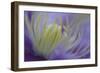 Clematis (Clematis sp.) 'Piilu' flowering, close-up of stamens, early morning, England-Nicholas & Sherry Lu Aldridge-Framed Photographic Print