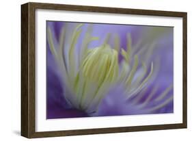 Clematis (Clematis sp.) 'Piilu' flowering, close-up of stamens, early morning, England-Nicholas & Sherry Lu Aldridge-Framed Photographic Print