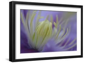 Clematis (Clematis sp.) 'Piilu' flowering, close-up of stamens, early morning, England-Nicholas & Sherry Lu Aldridge-Framed Photographic Print