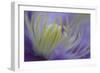 Clematis (Clematis sp.) 'Piilu' flowering, close-up of stamens, early morning, England-Nicholas & Sherry Lu Aldridge-Framed Photographic Print