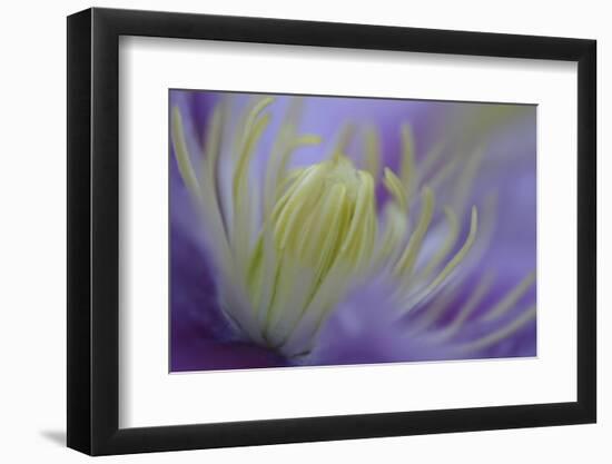 Clematis (Clematis sp.) 'Piilu' flowering, close-up of stamens, early morning, England-Nicholas & Sherry Lu Aldridge-Framed Premium Photographic Print