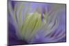 Clematis (Clematis sp.) 'Piilu' flowering, close-up of stamens, early morning, England-Nicholas & Sherry Lu Aldridge-Mounted Premium Photographic Print