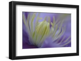 Clematis (Clematis sp.) 'Piilu' flowering, close-up of stamens, early morning, England-Nicholas & Sherry Lu Aldridge-Framed Photographic Print