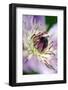 Clematis (Clematis)-Angela Marsh-Framed Photographic Print