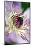 Clematis (Clematis)-Angela Marsh-Mounted Photographic Print