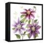 Clematis Climb II-Grace Popp-Framed Stretched Canvas