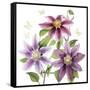 Clematis Climb II-Grace Popp-Framed Stretched Canvas