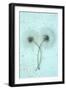 Clematis Duo-Den Reader-Framed Photographic Print