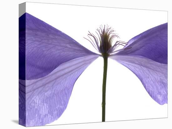 Clematis Float, 2009-Julia McLemore-Stretched Canvas