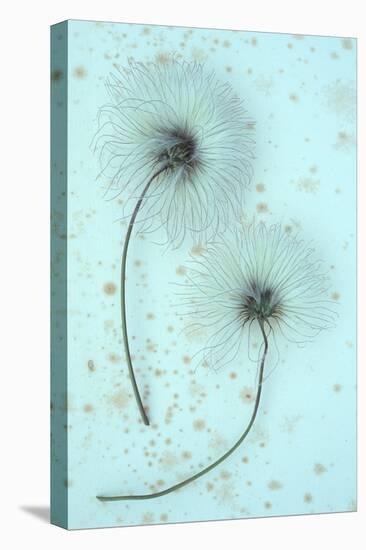 Clematis Flora-Den Reader-Stretched Canvas