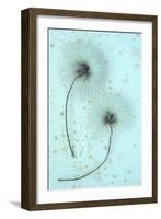 Clematis Flora-Den Reader-Framed Photographic Print