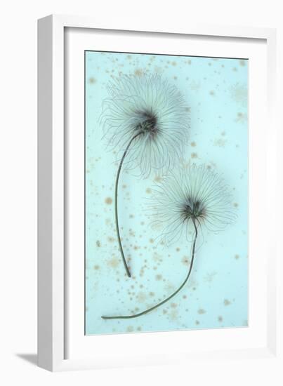 Clematis Flora-Den Reader-Framed Photographic Print