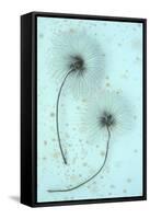 Clematis Flora-Den Reader-Framed Stretched Canvas