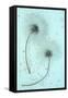 Clematis Flora-Den Reader-Framed Stretched Canvas
