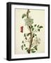 Clematis Florida with Butterfly and Caterpillar (Gouache over Pencil on Vellum)-Matilda Conyers-Framed Giclee Print