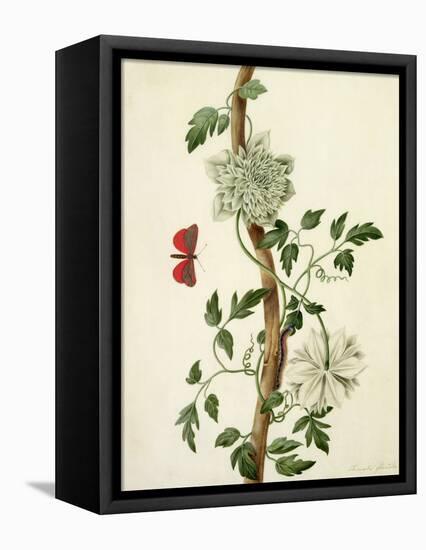 Clematis Florida with Butterfly and Caterpillar (Gouache over Pencil on Vellum)-Matilda Conyers-Framed Stretched Canvas