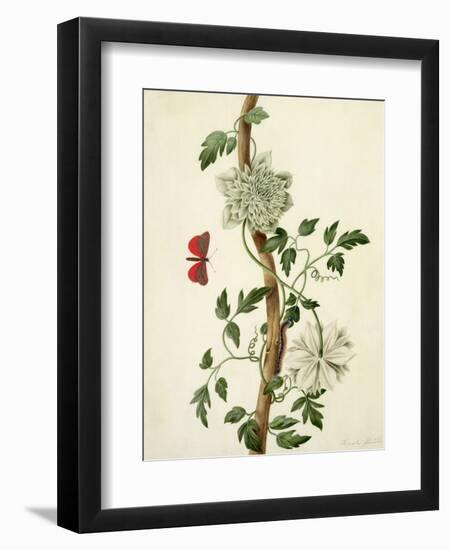 Clematis Florida with Butterfly and Caterpillar (Gouache over Pencil on Vellum)-Matilda Conyers-Framed Premium Giclee Print
