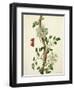 Clematis Florida with Butterfly and Caterpillar (Gouache over Pencil on Vellum)-Matilda Conyers-Framed Premium Giclee Print