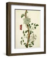 Clematis Florida with Butterfly and Caterpillar (Gouache over Pencil on Vellum)-Matilda Conyers-Framed Giclee Print