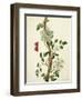 Clematis Florida with Butterfly and Caterpillar (Gouache over Pencil on Vellum)-Matilda Conyers-Framed Giclee Print