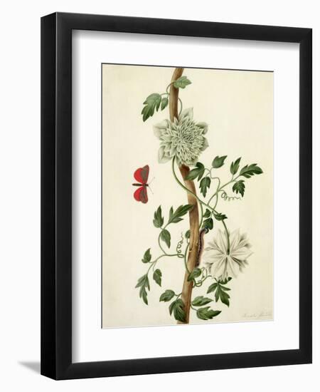 Clematis Florida with Butterfly and Caterpillar (Gouache over Pencil on Vellum)-Matilda Conyers-Framed Giclee Print