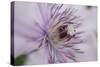 Clematis Flower Detail-Anna Miller-Stretched Canvas