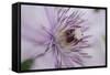 Clematis Flower Detail-Anna Miller-Framed Stretched Canvas