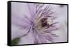 Clematis Flower Detail-Anna Miller-Framed Stretched Canvas