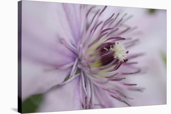 Clematis Flower Detail-Anna Miller-Stretched Canvas