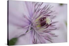 Clematis Flower Detail-Anna Miller-Stretched Canvas