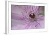 Clematis Flower Detail-Anna Miller-Framed Photographic Print