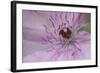 Clematis Flower Detail-Anna Miller-Framed Photographic Print