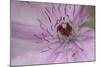 Clematis Flower Detail-Anna Miller-Mounted Photographic Print